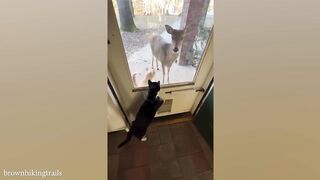 When your cat 'brings along' a new friend home ????#FunnyCats2024 #cat #kids #kidsvideo  # Kids
