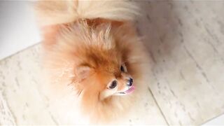 POMERANIAN - FIRST GROOMING HAIRCUT WITH SCISSOR