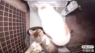 Cotton Cat & Her Well Mannered Babies