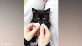 10 Minutes of Adorable cats and kittens videos to Keep You Smiling! ????#FunnyCats2024 #cats #funnycat #catvideo #cat #cats #cat2024 #cats