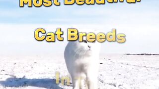 Top10  beautiful cats name