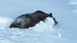 Bear ice beautiful