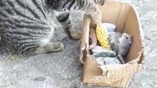 Funny cat chating with rat