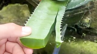 Aloe Vera
