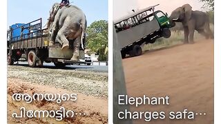 Elephant downing from truck