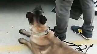 Smart Dog