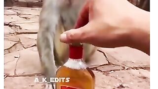Funny animal video????????????
