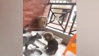 New Funny Videos 2024  Cutest Cats and Dogs  Part 62