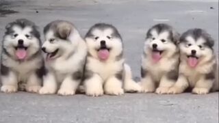 Adoring puppies