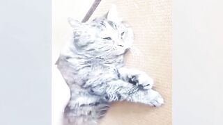 New Funny Videos 2024 Cutest Cats and Dogs Part 62