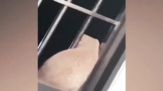 New Funny Videos 2024 Cutest Cats and Dogs Part 62