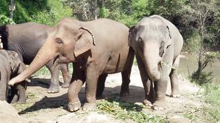 Elephants