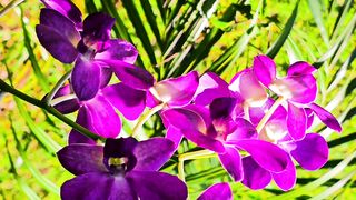 Art orchids