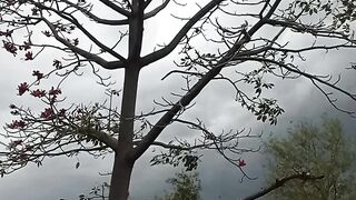 beauty nature video