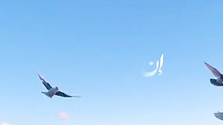 اجمل كلام للصباح