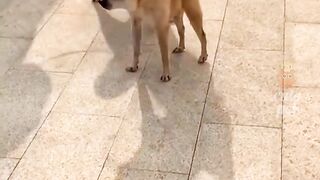 Funniest_Animals_2023_????_Best_Funny_Cats_and_Dogs_Videos_????????_Part_15(1080p)