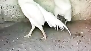 White as eel murga