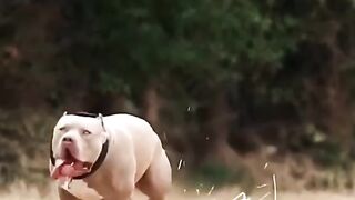 Pitbull