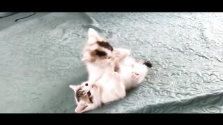 Here is my kittens battle field.Who will win