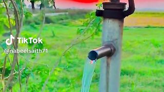 nature video