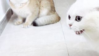 Angry Cat Fight