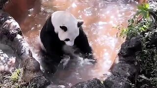 Panda enjoy is water