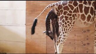 The birth of a giraffe