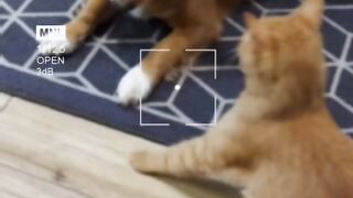 Dog And Cat Fight