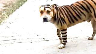 MOST DANGEROUS Like Tiger .......!!#viral #video #trending #populer #instagood #instagram #like #follow #wonderful #reels