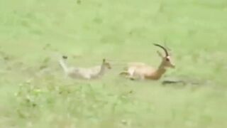 An animal is born, and a tiger eats a deer
