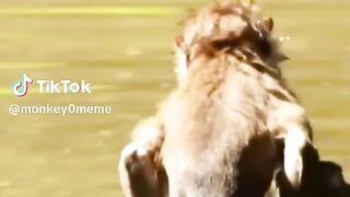 Monkey meme