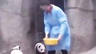 Funny panda