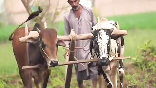 Beauty of village|Viral|