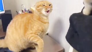 Angry Cat Fighting