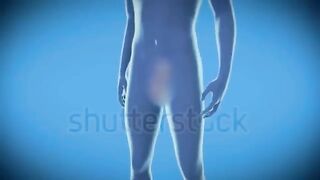 Human  reproduction system.