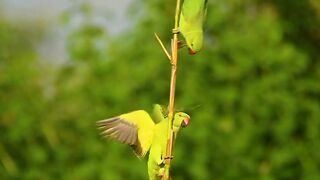 Green parrot