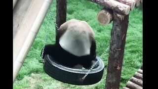 Panda Moment