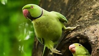 Beautiful parrot