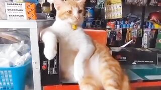 Cat like a Boss