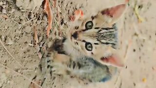 Cute Little Cat ♥️????