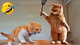 Very funny videos ???? - The best very funny cat clips - Funny animals ????????❤️ #777.
