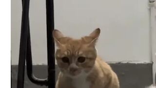 Funny Pets _ 2024???? Funny Dogs And Funny Cats Videos ???? ???? ???? #70 (1).