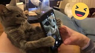 Funniest Cats And Dogs Videos ???? - Best Funny Animal Videos 2024 ????#12.