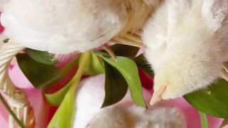 "Celebrating Easter: Traditions, History, and Meaning".
