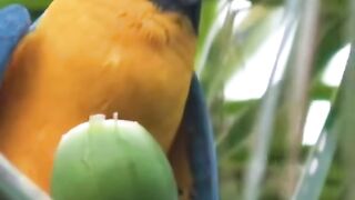 What does this parrot know that we don't, It knows what's healthy and delicious ????