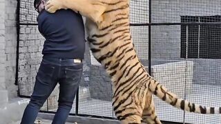 Tiger attack on man ohh No