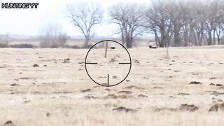 Top kills   coyotes down.
