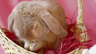 "Exploring Easter Traditions: From Religious Observances to Cultural Celebrations"