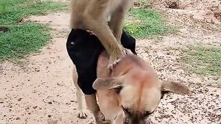 MONKEY AND DOG FIGHTING FUNNY MOMENT PLEASE SUBSCRIBE CHANNEL