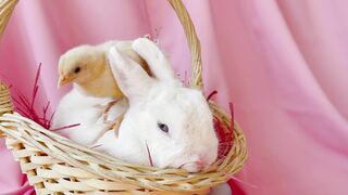 "Easter Traditions: A Global Perspective"